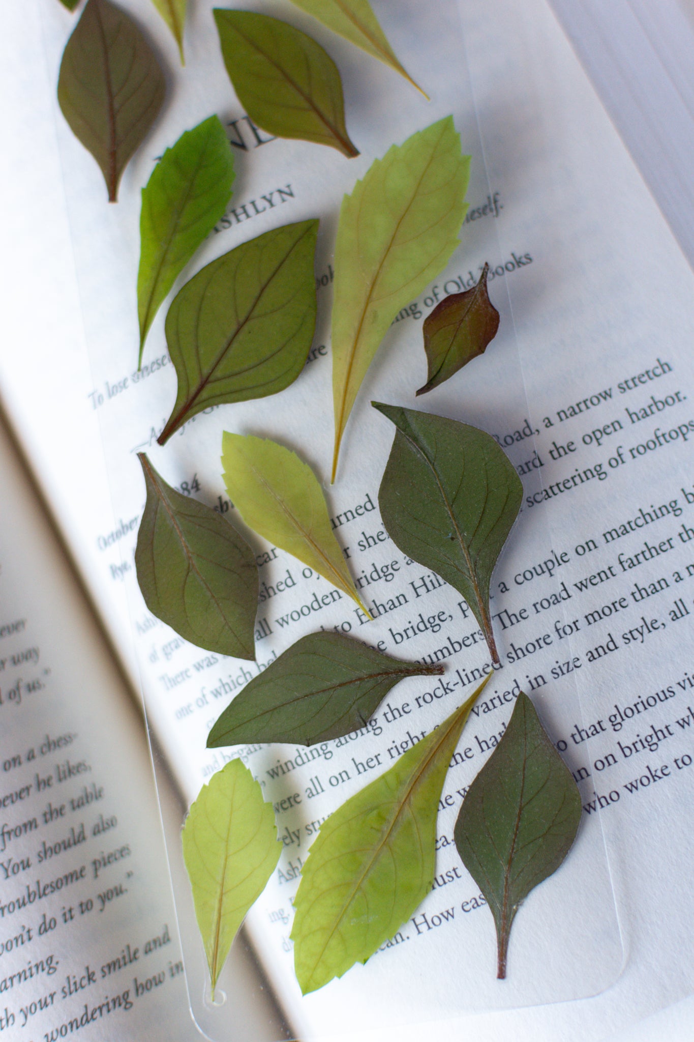 Un separador de libros transparente con hojas prensadas en su interior de color verde.